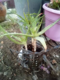 Aloe Vera Plant – Easy Care, Fast Growing Planta Aloe Vera – Fácil Cuidado