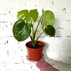 Monstera plants