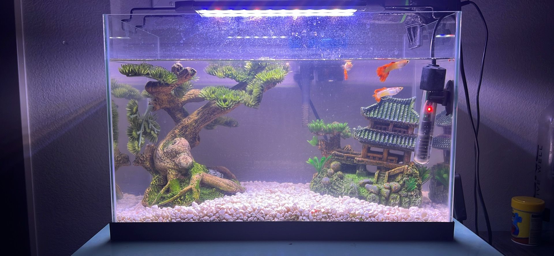 Complete 5 Gallon Fish Tank Kit – Filter, Heater, Light, Feeder & Decor