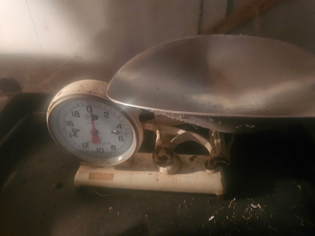 Porcelain scale
