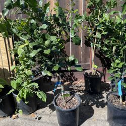 Kiefer/thai  Lime Tree 4 Feet Tall