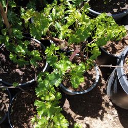 Grape Plants .