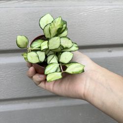 3” hoya heusckeliana variegated