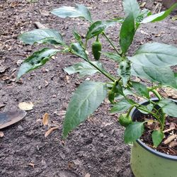 Jalapeño Peppers Plant.