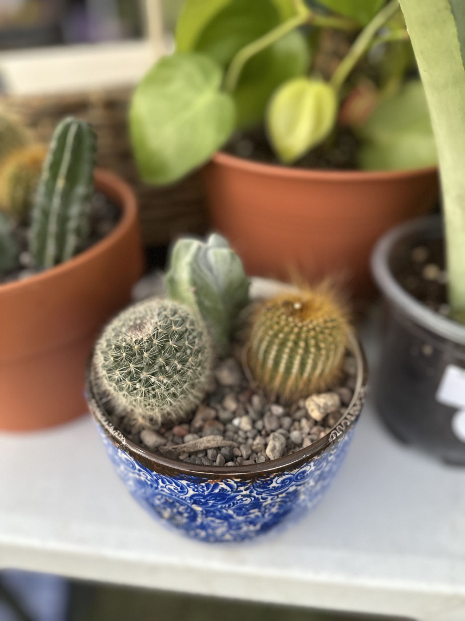 Cactus Arrangement - Live Plant