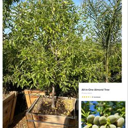 All In One Almond Tree 