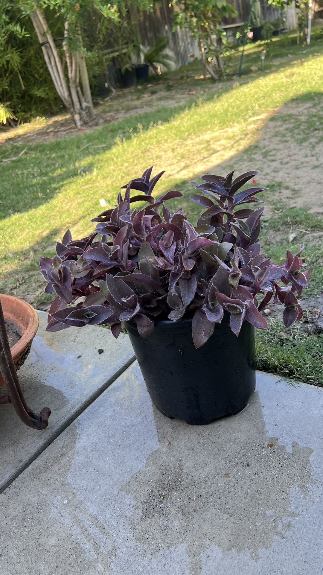 Succulents
