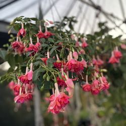 Fucshia Blooming Outdoor Shade Plant, In 12 Inch Hanging Pot Pick Up Only