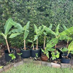Bananas Trees $20  🍌 