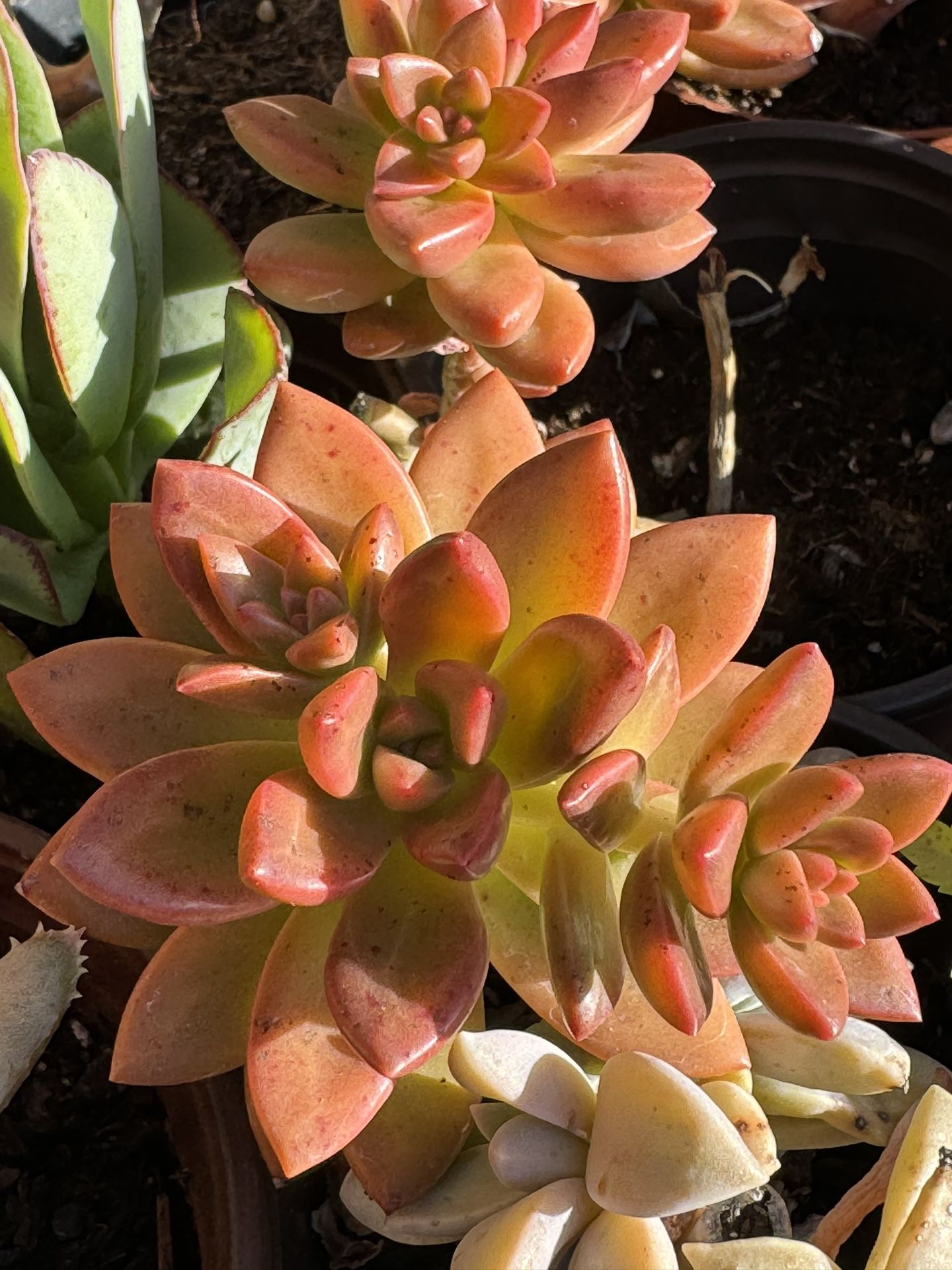 Succulents Plants 4”pots 
