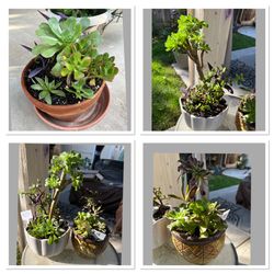 Many Beautiful Succulents 