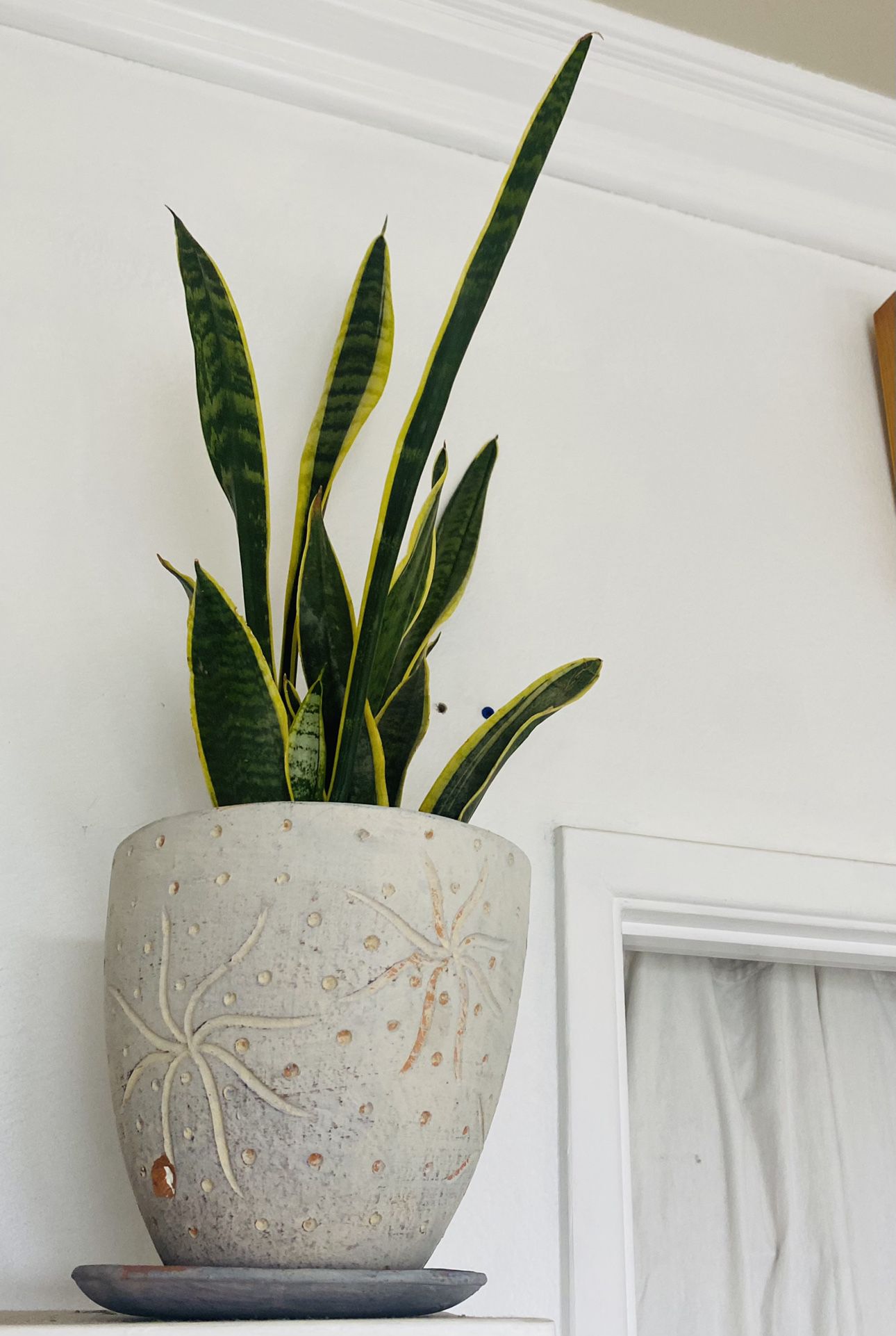 Pot And Snake Plant 