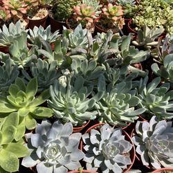 SUCCULENTS 