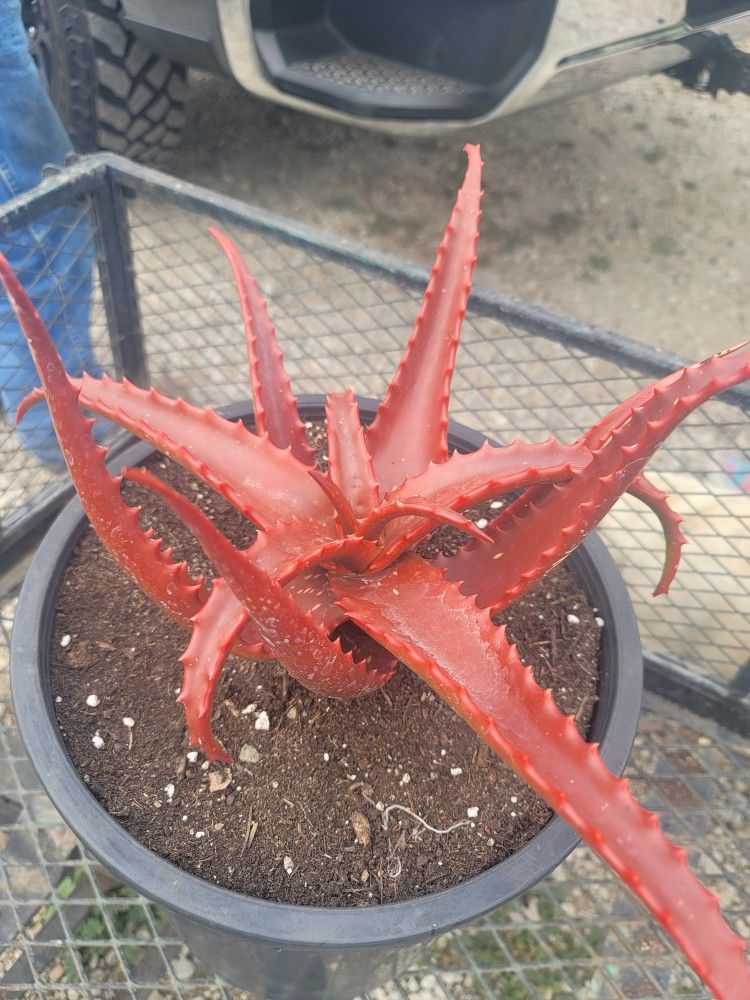 Aloe Cameronii 