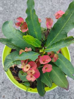 Crown 👑 thorns corona de espinas plant