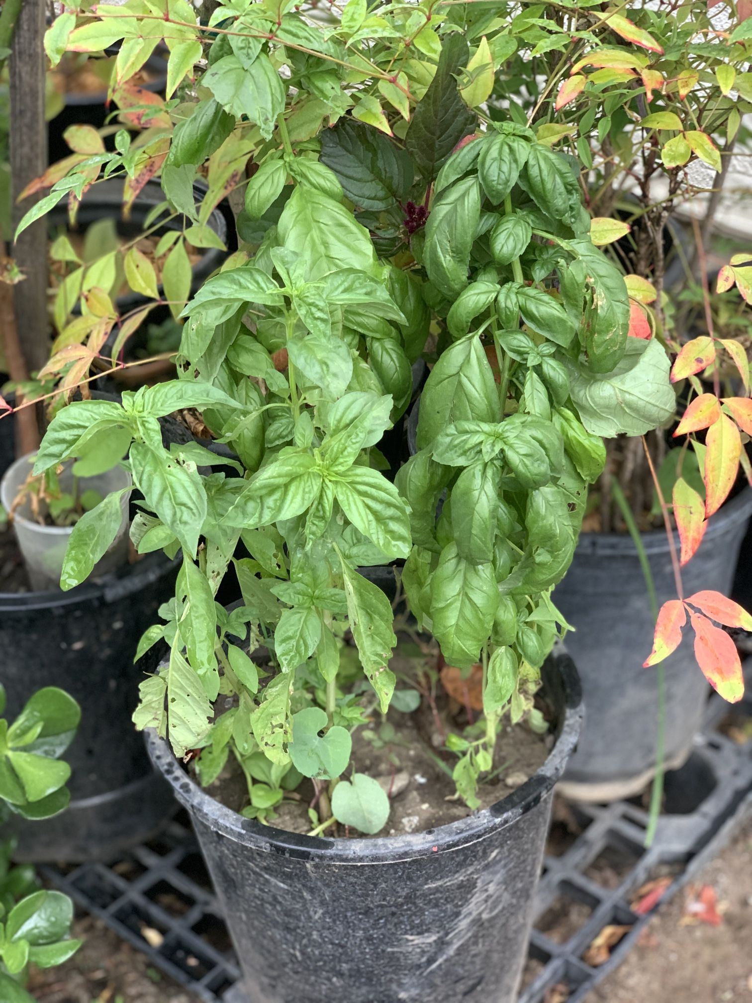 Big Organic Italian Sweet Basil Live Plant 5 Gallon Pot Herb Veggie