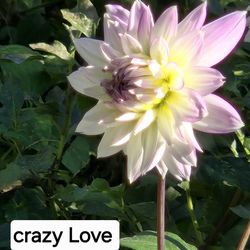 Dahlia Plants Crazy Love $5 Each