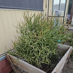 Huge Stick Plant
