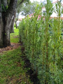Podocarpus over 5 to 7 feet tall instant privacy hedge for fence minimum qty 30+