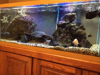 Lace rock, aquarium rock