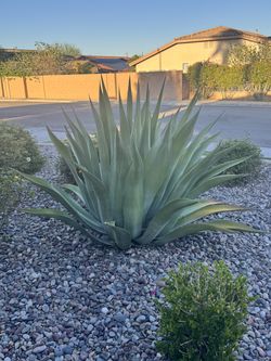 Mature Agave plants