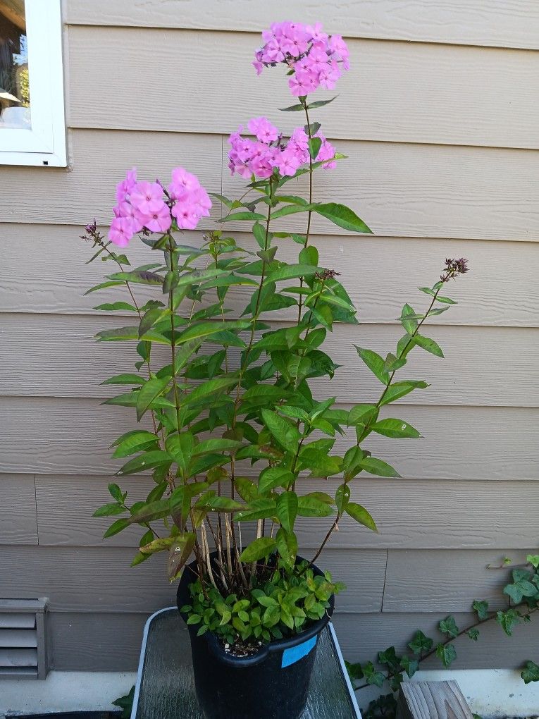Phlox Perennial Plants