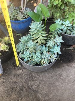 Succulent