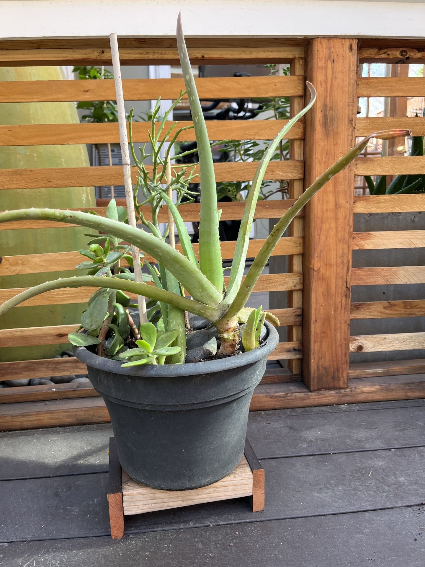 Outdoor Plant With Stand 