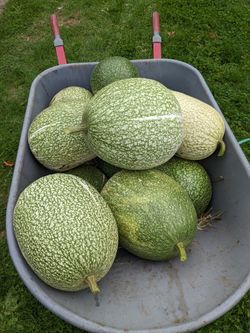 Chilacayotes Frescos