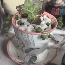 succulent In Peach Tea Cup With Saucer