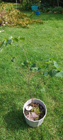 Redbud Tree3-4' Tall In Pot