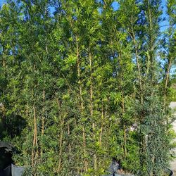 Podocarpus About 7 Feet Tall Instant Primary Hedge For Fence Green Full