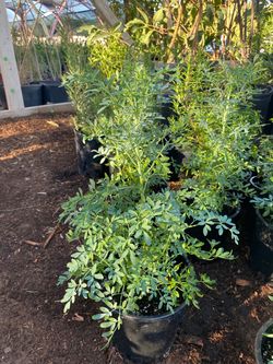 Ruda