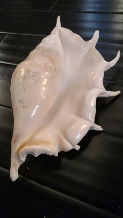 Giant Spider Conch Shell