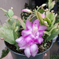 Holiday Cactus Plant $18