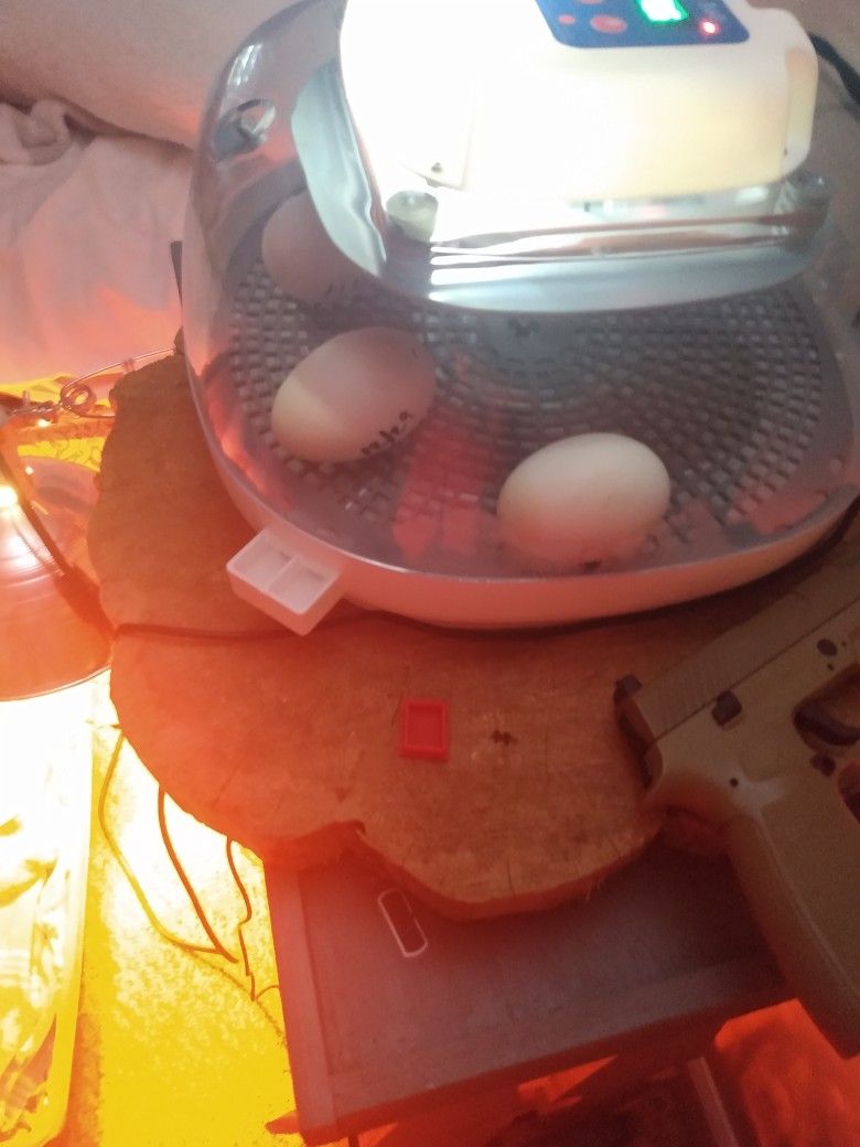 Pekin Eggs For Sale