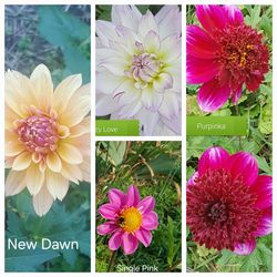 Rooted Dahlia Plants For Pots Or Borders $5 Each 