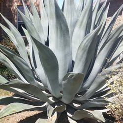 Large Agave Super