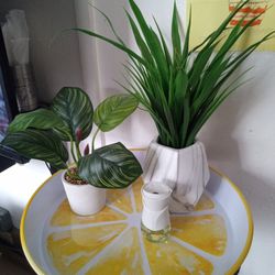 Plants With Tray