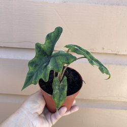 4” alocasia jacklyn 