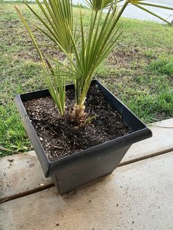 Mediterranean Palms