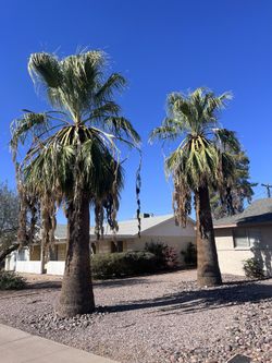 Trees