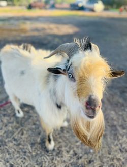 Animals