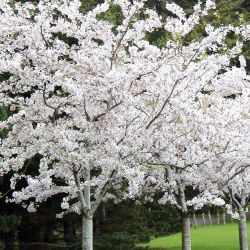 Yoshino Flowering Cherry Trees —