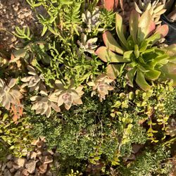 Succulent 