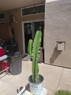 Cactus