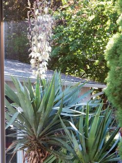Spanish dagger- yucca gloriosa