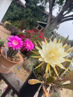 Epiphyllum