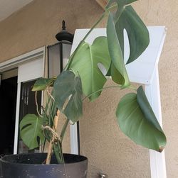**pending**Monstera plant