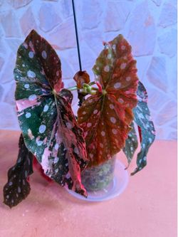 Begonia Maculata Highly Variegated PINK Plant - 4inch